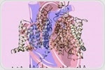 Discovery of molecular origins of a heart beat