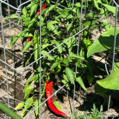 Growing hot peppers in garden beds and containers