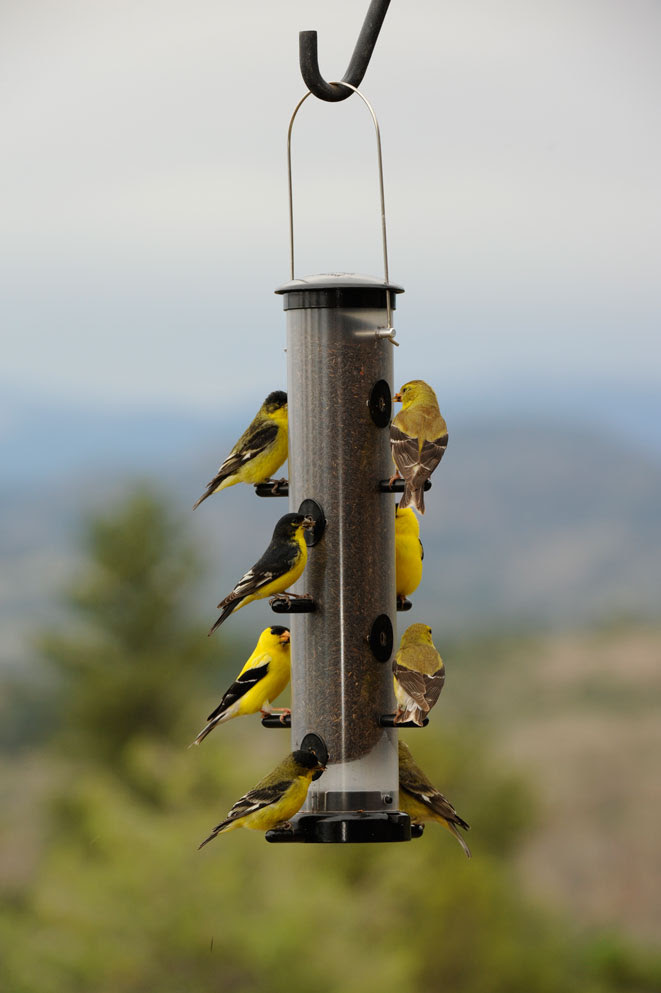 SPRING BIRD FEEDING American-and-lesser-goldfinches-on-Ecoclean-TH