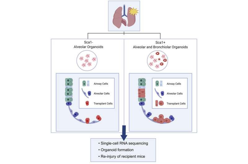 Cell therapy for lung disease? Proof-of-concept study shows promise