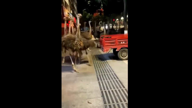 Cerca de 80 avestruzes invadem cidade chinesa 