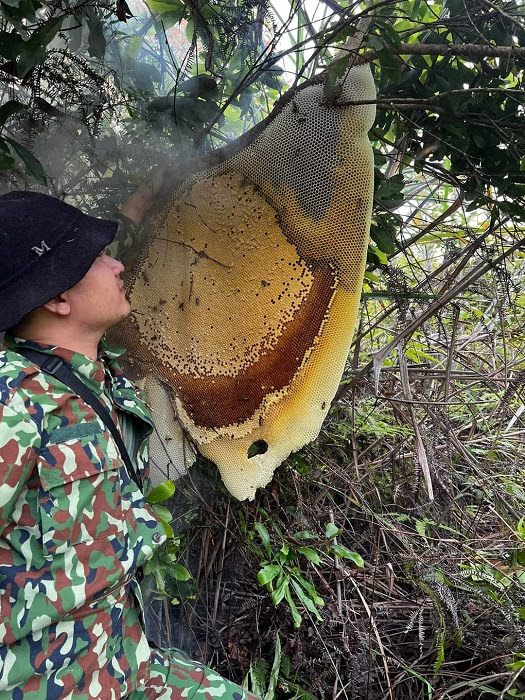 Săn loại ong khổng lồ chỉ có trong rừng già, “dị nhân” kiếm tiền triệu mỗi ngày - 11