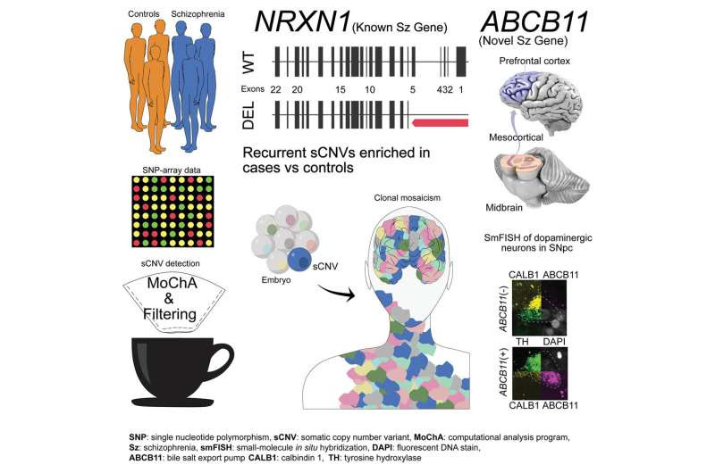 Schizophrenia is associated with somatic mutations occurring in utero