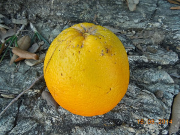 portocale grecesti