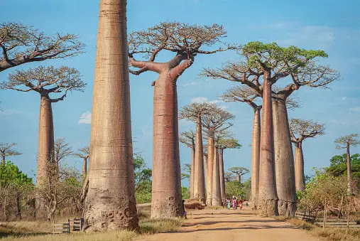 Baobab Pictures | Download Free Images on Unsplash