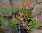 Rhododendrons - Posted on Tuesday, February 17, 2015 by Jan McLean