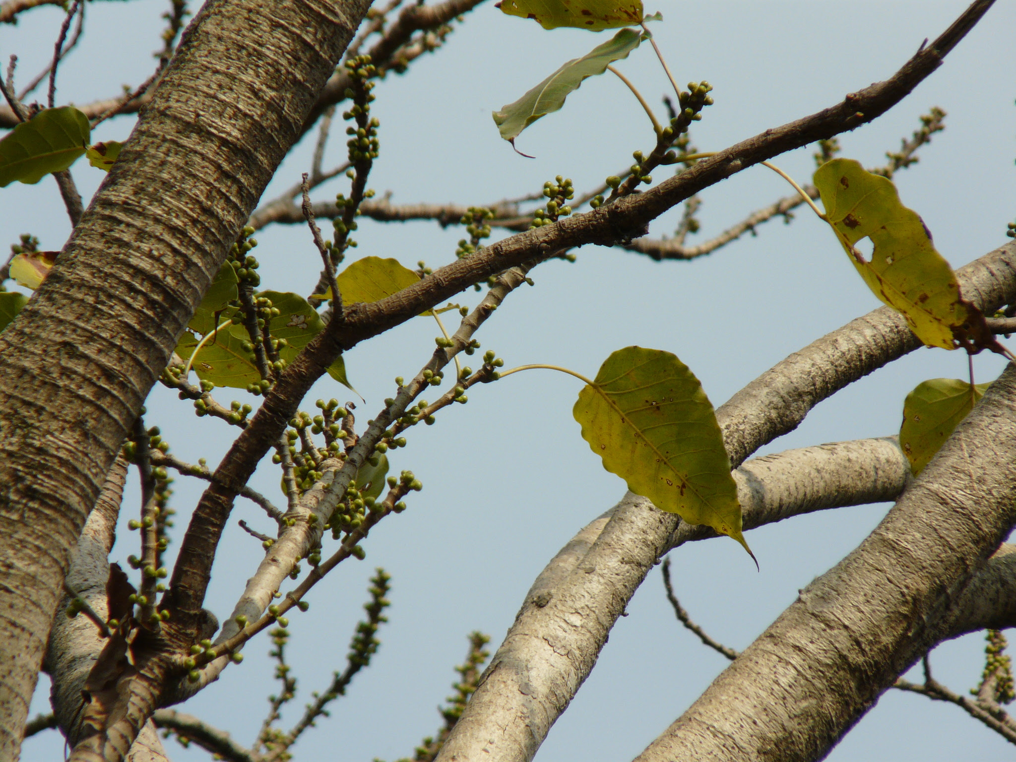 Ficus arnottiana (Miq.) Miq.