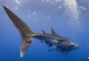 Tubbataha, Philippines