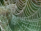 Spider web resilience examined