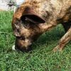 Ursula, cane corso tigrato 0