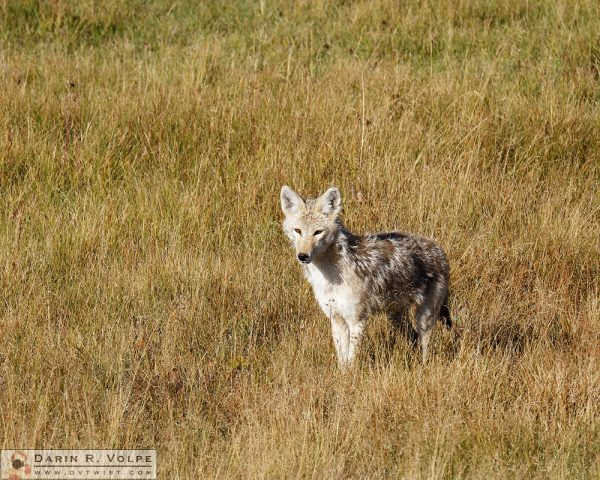 "I'm Actually Canis Latrans" [Coyote in Yellowstone National Park, Wyoming]