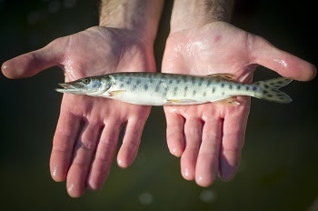 Two light-skinned, palms-up hands hold a single, slender, silvery fish with dark gray spots