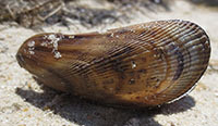 Ribbed  mussel