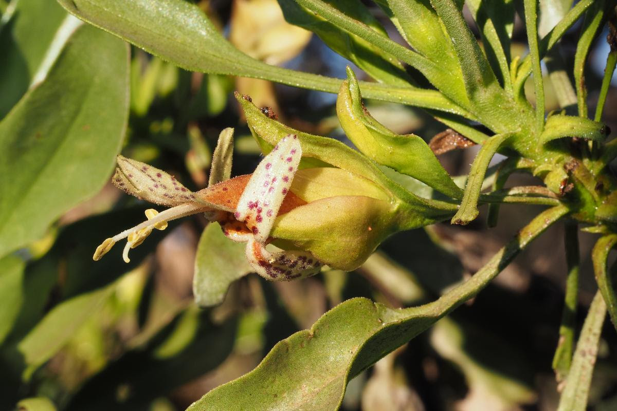 Eremophila galeata is a small shrub that grows in arid areas of Western Australia