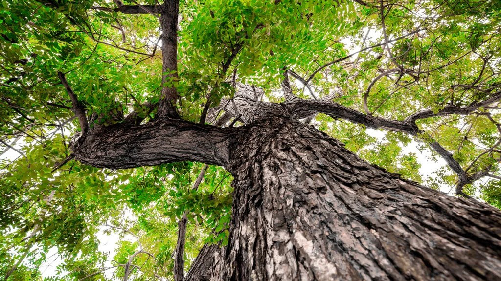 neem tree bark seen from below