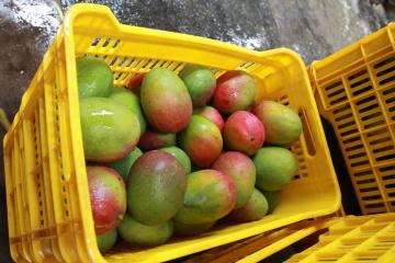En 16 años, el volumen del mango peruano en EE.UU. se ha incrementado en un 99%