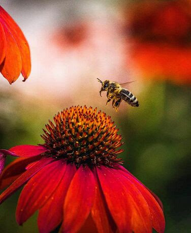 Flower-Bee