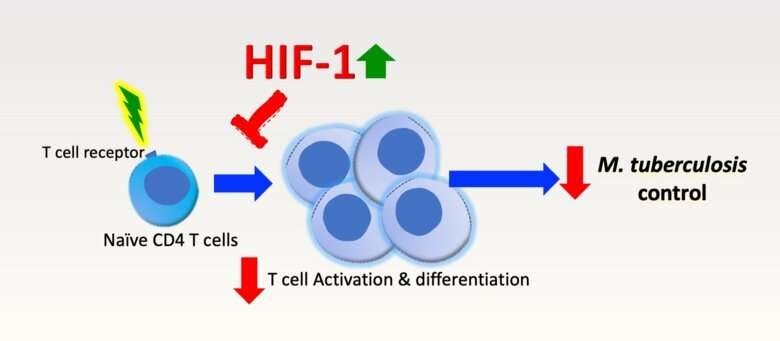 Oxygen responses of T cells alter protection against tuberculosis