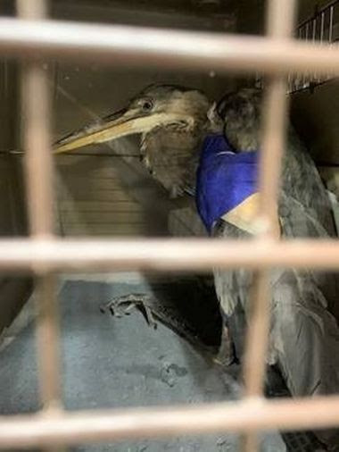 large bird in cage with wing wrapped up