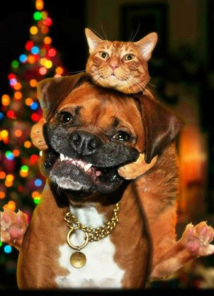 Smile-cat-said-to-dog