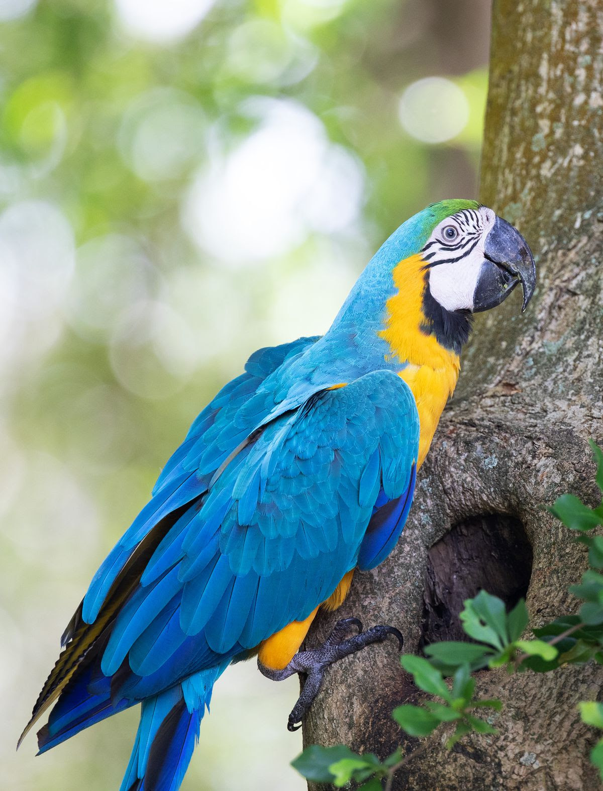 A blue and gold macaw perched on the side of a tree.