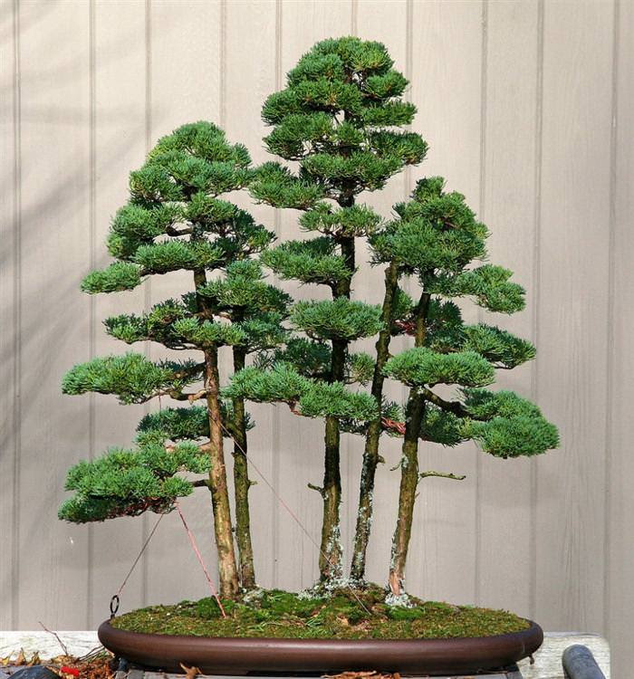 Những cây bonsai đẹp nhất của Nhật Bản 9c2b9e6e-63fe-49d2-a306-4b92b9267b33