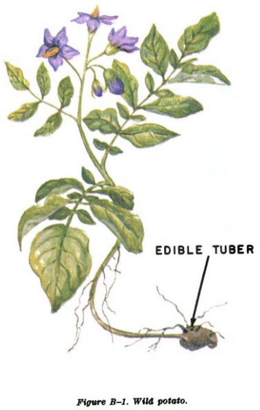 wild potato illustration edible plants