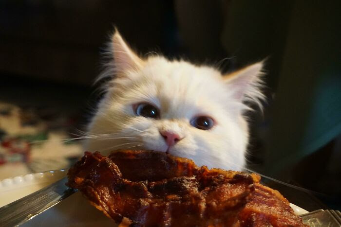I Present To You, The Bacon Thief. Photo Taken On Christmas Morning