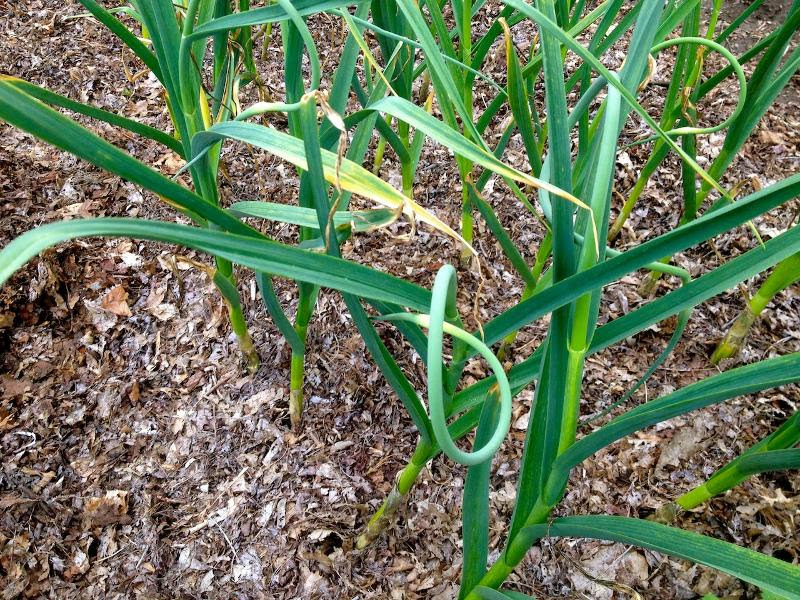 garlic scapes 3 pic