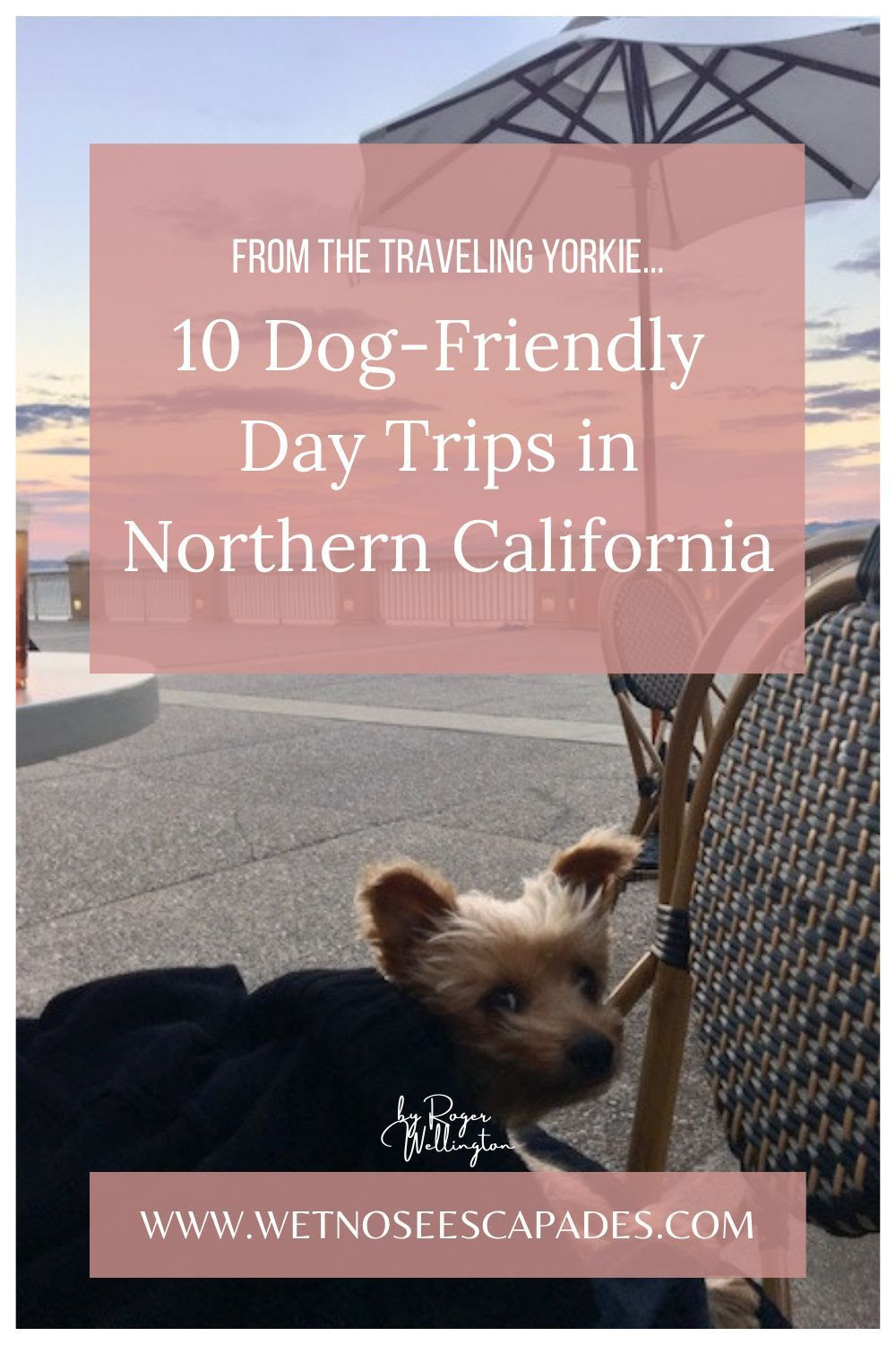10 DogFriendly Day Trips in Northern California 2021 Wet Nose