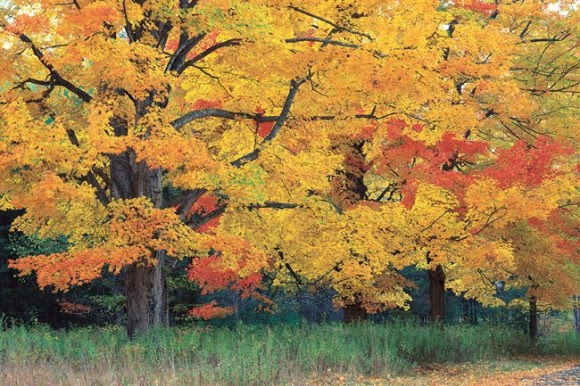 Fall color in trees