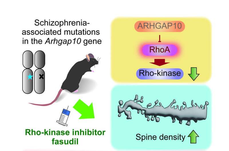 The drug fasudil found to reverse key symptoms of schizophrenia in mice