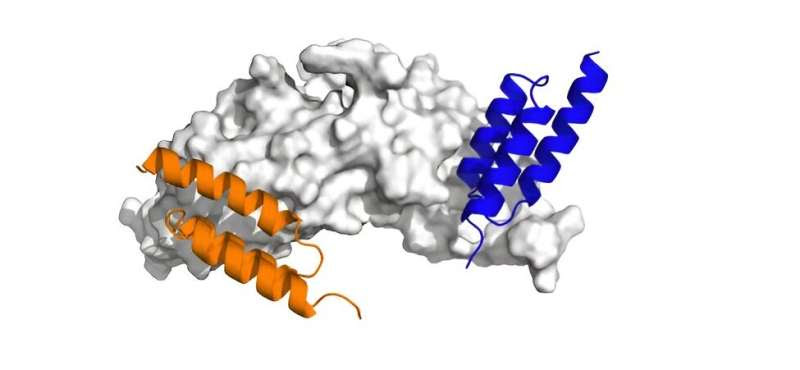 Tunable 'affibodies' offer a new approach to healing bone fractures