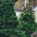 christmas-tree-1149919_960_720-1