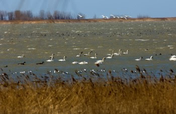 Swans on wetland lake