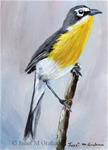 Yellow Breasted Chat ACEO - Posted on Sunday, January 25, 2015 by Janet Graham