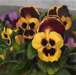 Pansy Garden - Posted on Friday, March 6, 2015 by Krista Eaton