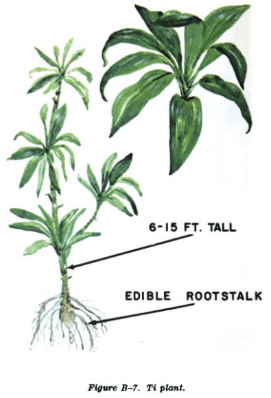 ti plant illustration edible plants