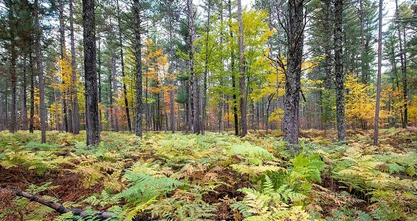 Green, gold and orange ground cover in the foreground, tall trees in the background, stretching to the sky