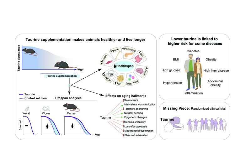 Taurine may be a key to longer and healthier life