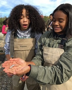 Students in Yonkers look at an Atlantic silversides. Rebecca Houser