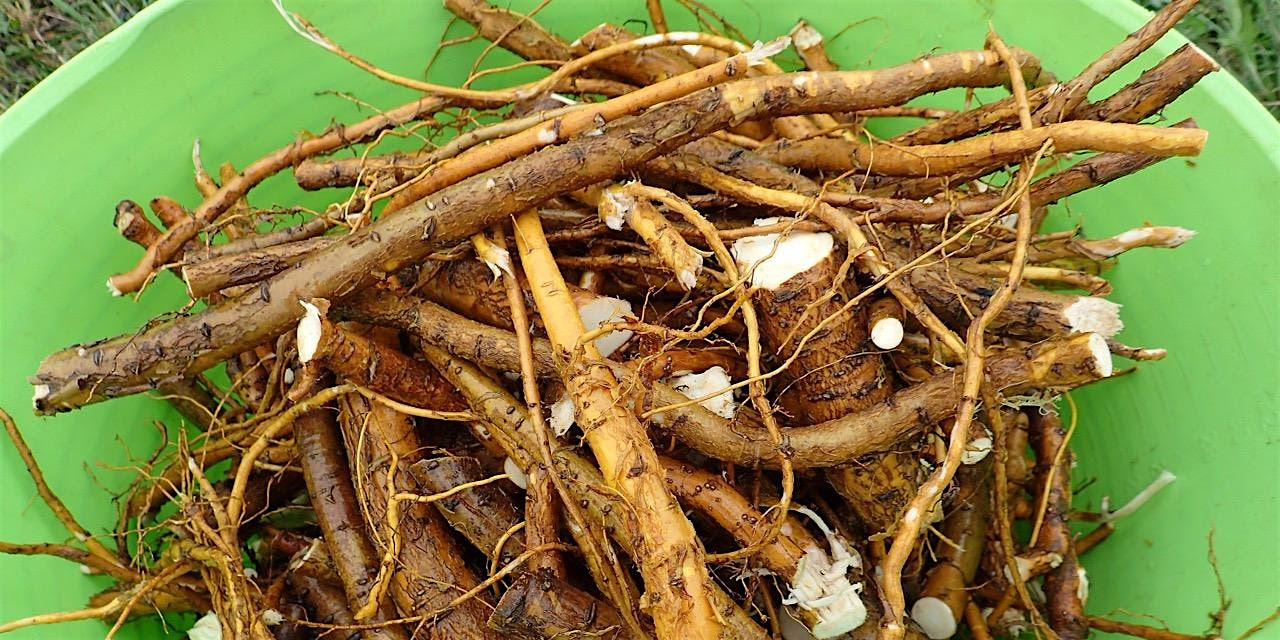 Advanced Post Harvest Handling for Medicinal Herbs