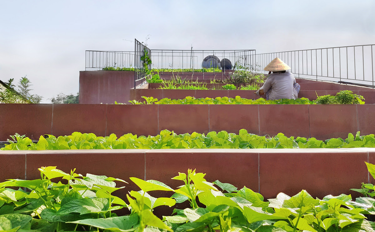7 bậc thang trồng rau trên mái nhà Quảng Ngãi