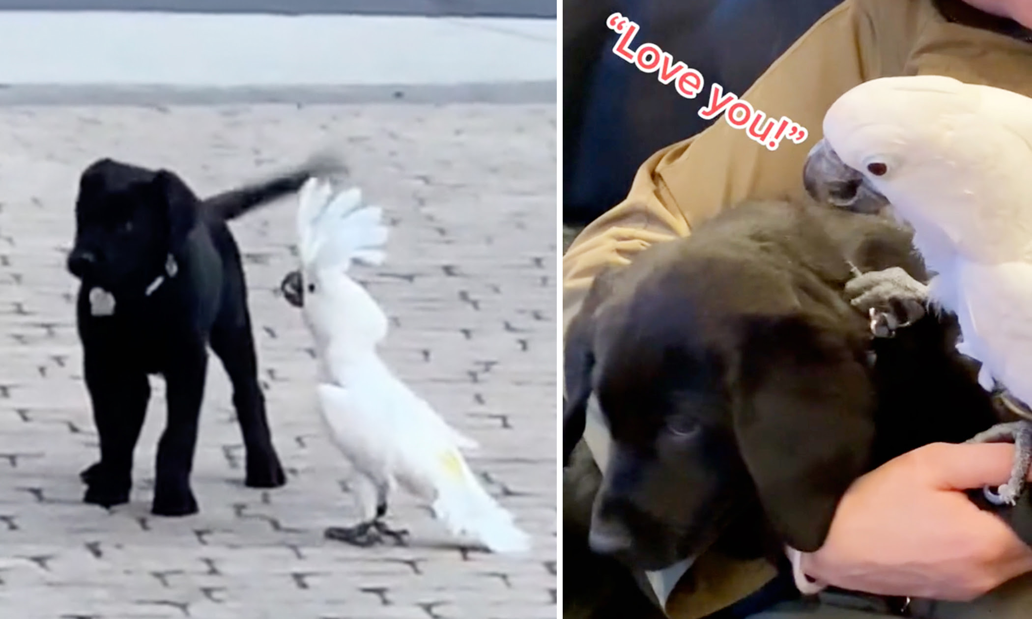 VIDEO: Parrot Falls in Love With Owner’s Puppy, Says ‘I Love You’ Every Chance She Gets