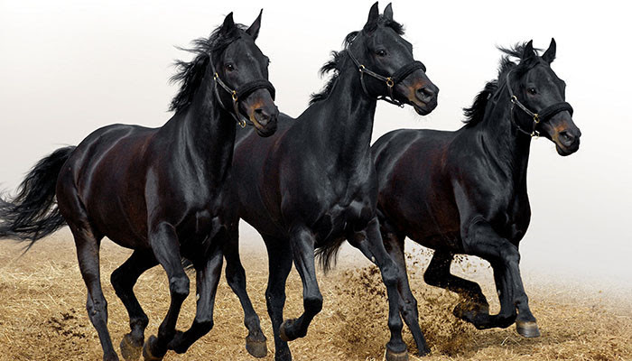 1. Мустанги — это красивые и грациозные лошади заблуждения, мифы
