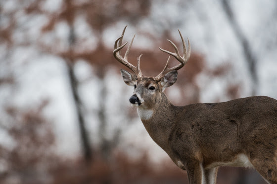 White-Tailed Deer Buck In The Woods