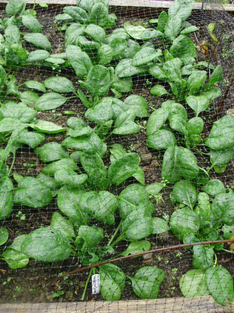 Giant winter spinach Viroflex