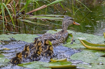 A brown mallard hen leads a brood of seven to eight black and tan, fuzzy ducklings through a brackish pond and lily pads