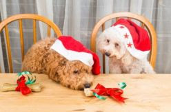 Navidad con perro: 6 alimentos que podemos compartir y otros 6 que mejor no