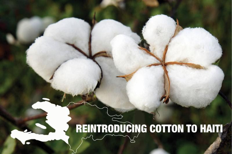 Timberland Commissions Study to Test Feasibility of Reintroducing Cotton as Haitian Export Crop